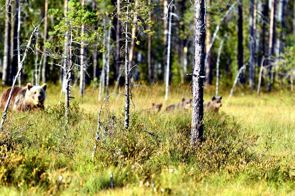 Braunbär mit Jungen