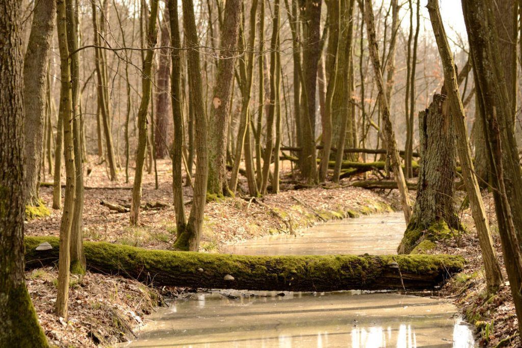 Fotografía tomada en Kampinos