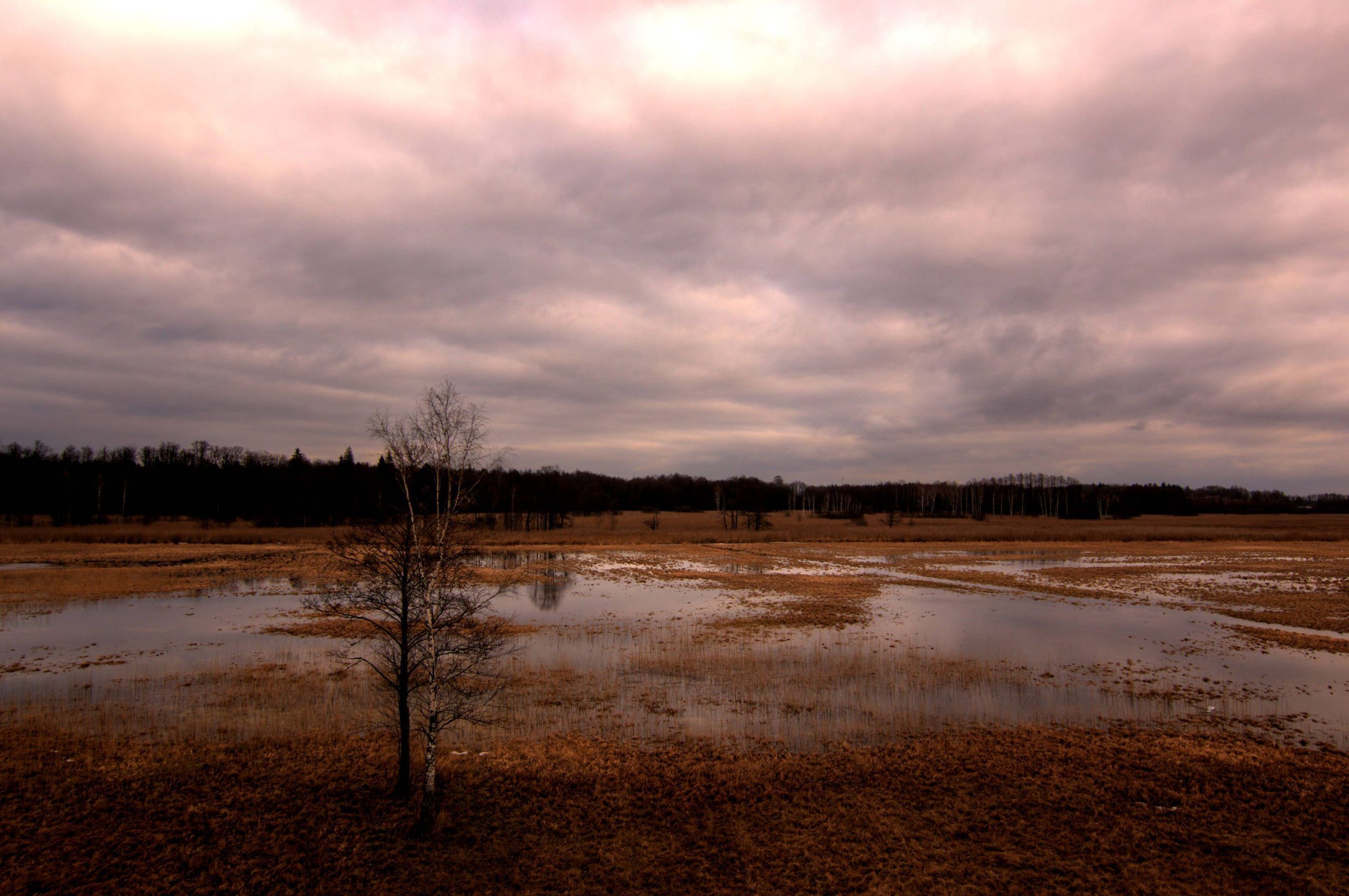 Białowieża, Tierbeobachtungspunkte
