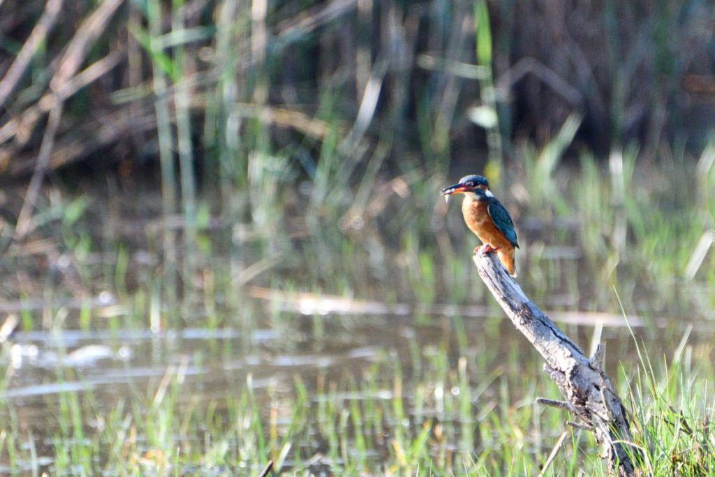 Kingfisher delta del llobregat