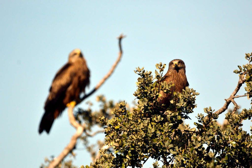 Milano negro, Hide, 150-600mm