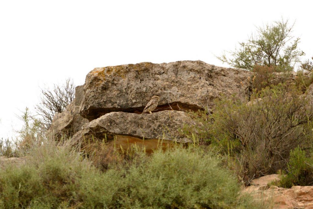 Chouette chevêche, steppes de Lleida