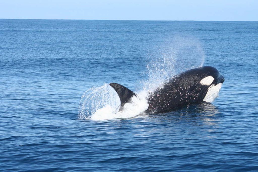 Viaje Tarifa 2018, orca