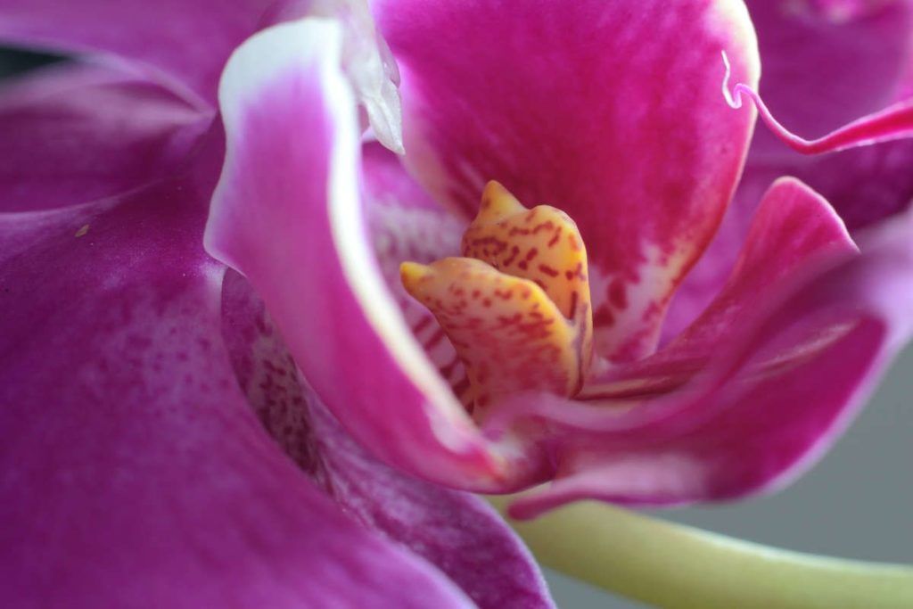 Verlängerungsrohre. Orchidee