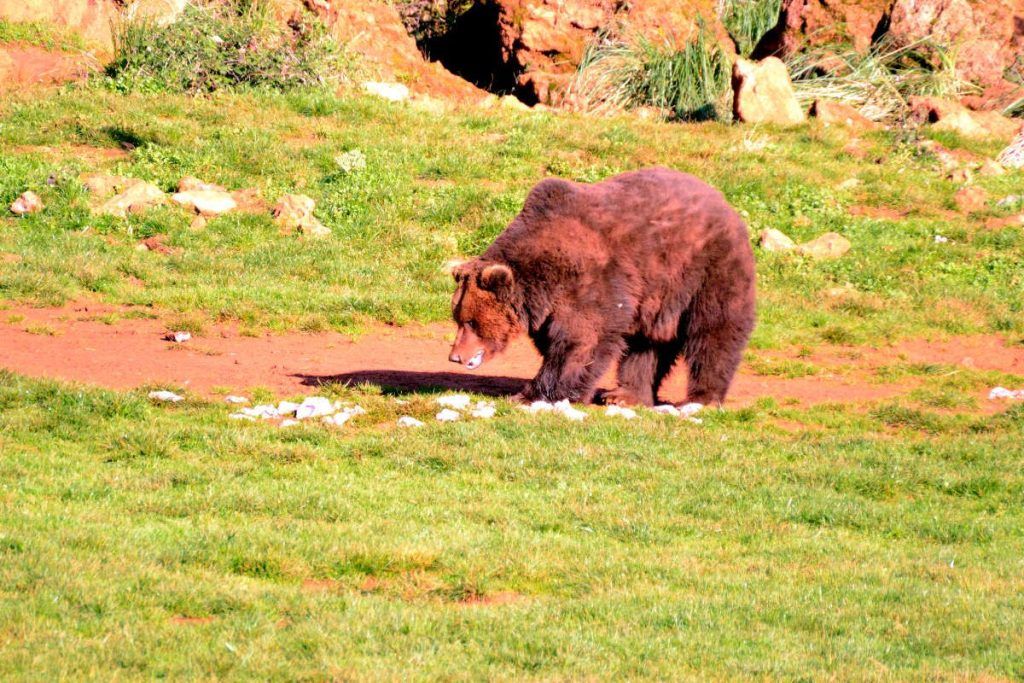 Cabárceno-Bär