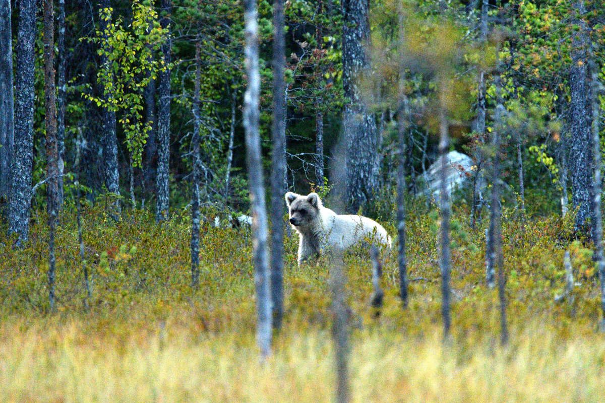 Braunbär, Finnland August 2019