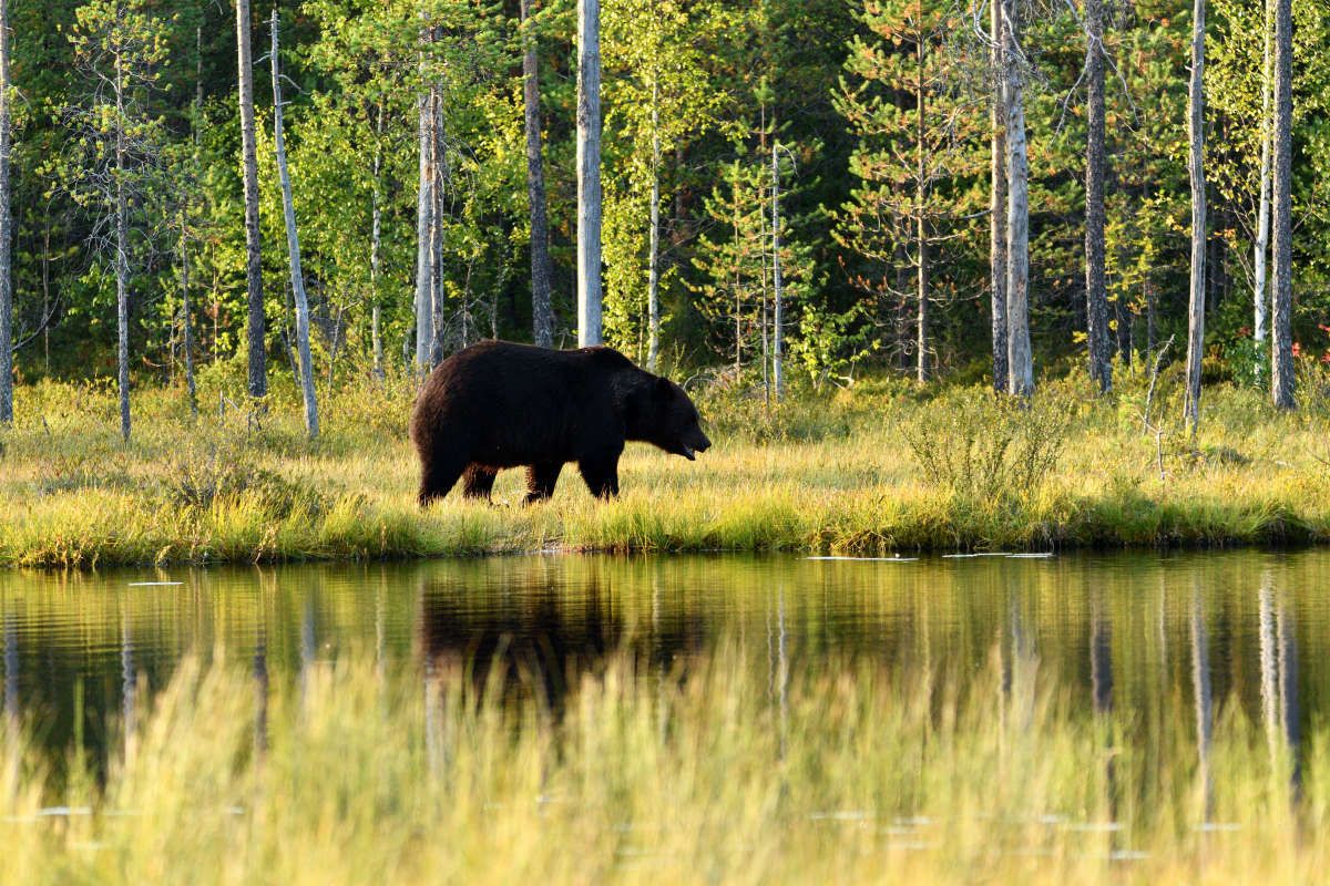 Ours brun en Finlande