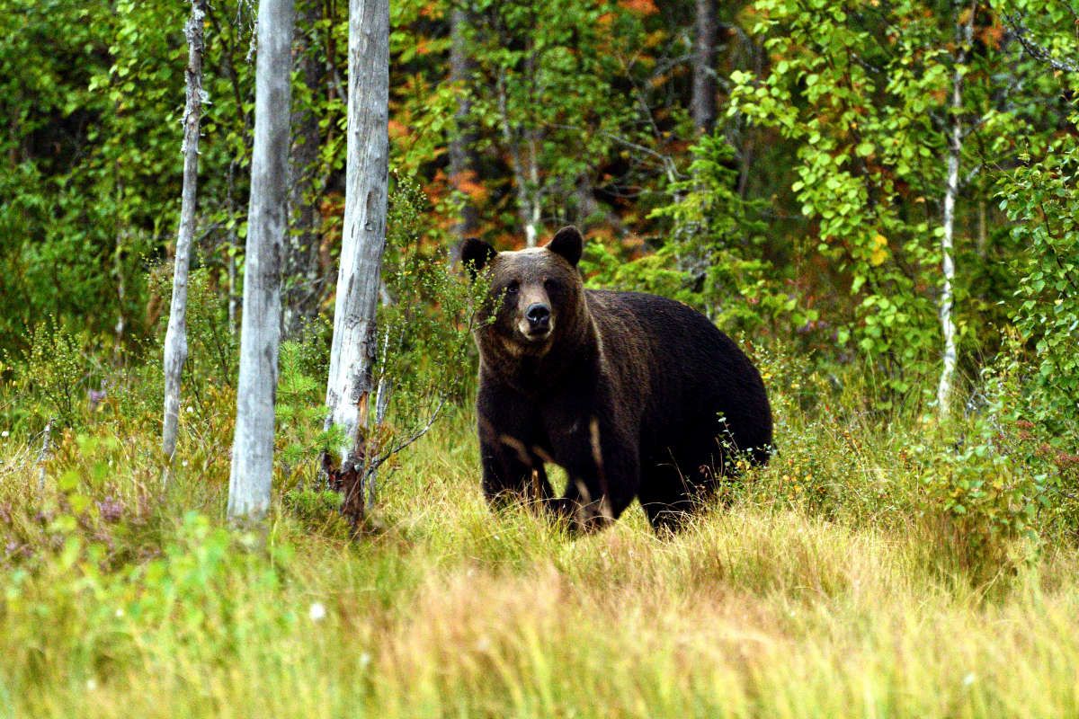 Braunbären Finnland 2019