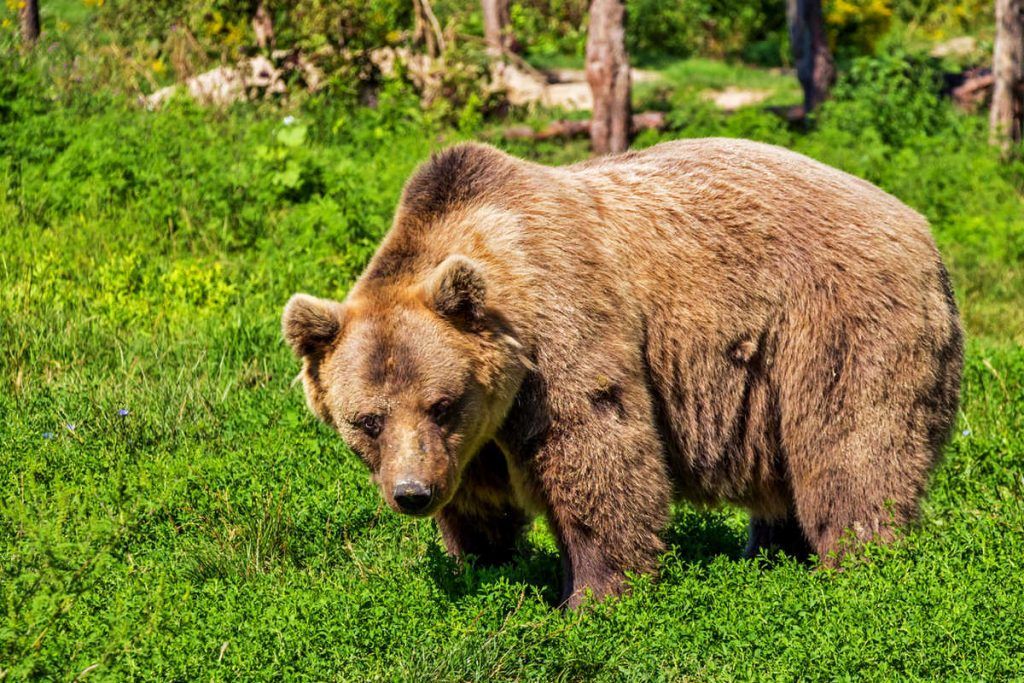Galerie de photos des ours bruns : projets