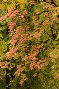 Otoño 1