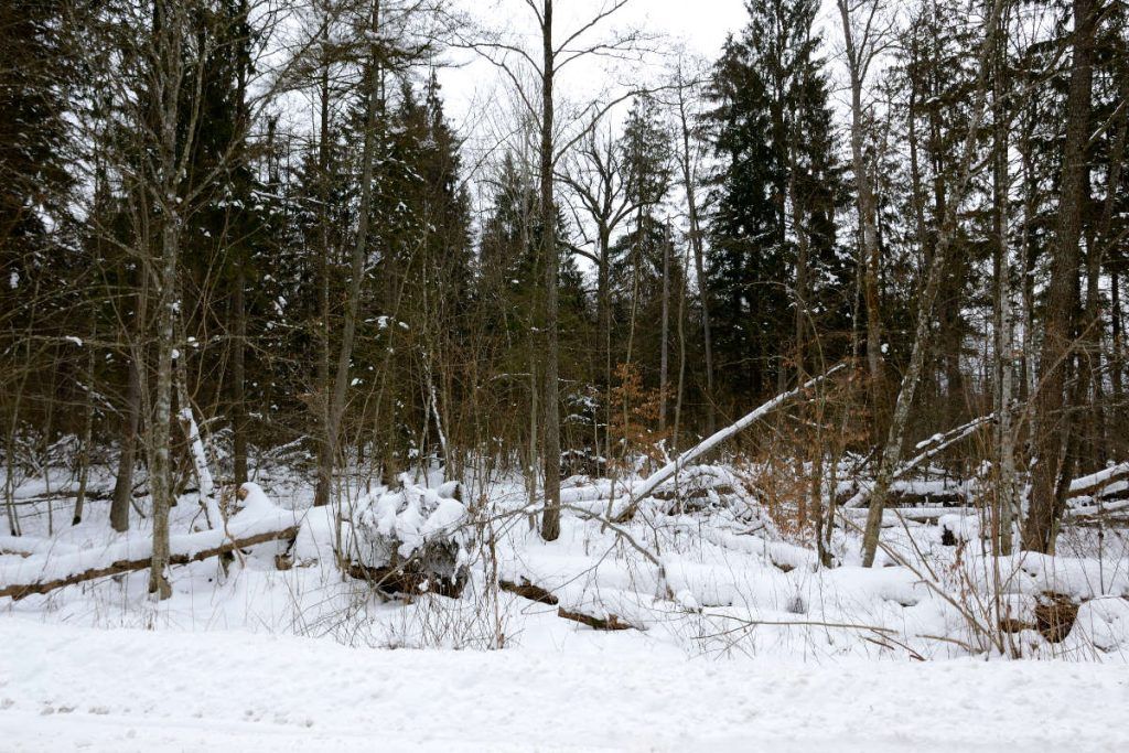 Schneebedeckter Wald in Bialowieza