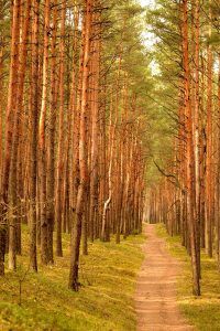 Nature photography with a telephoto lens