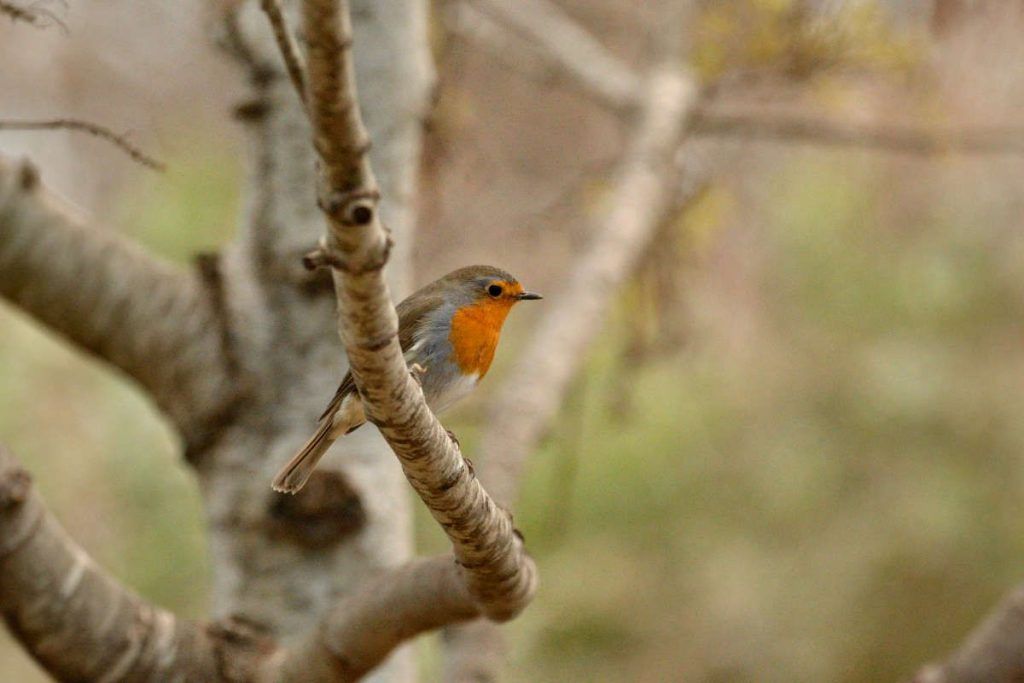 Sigma 150-600 mm