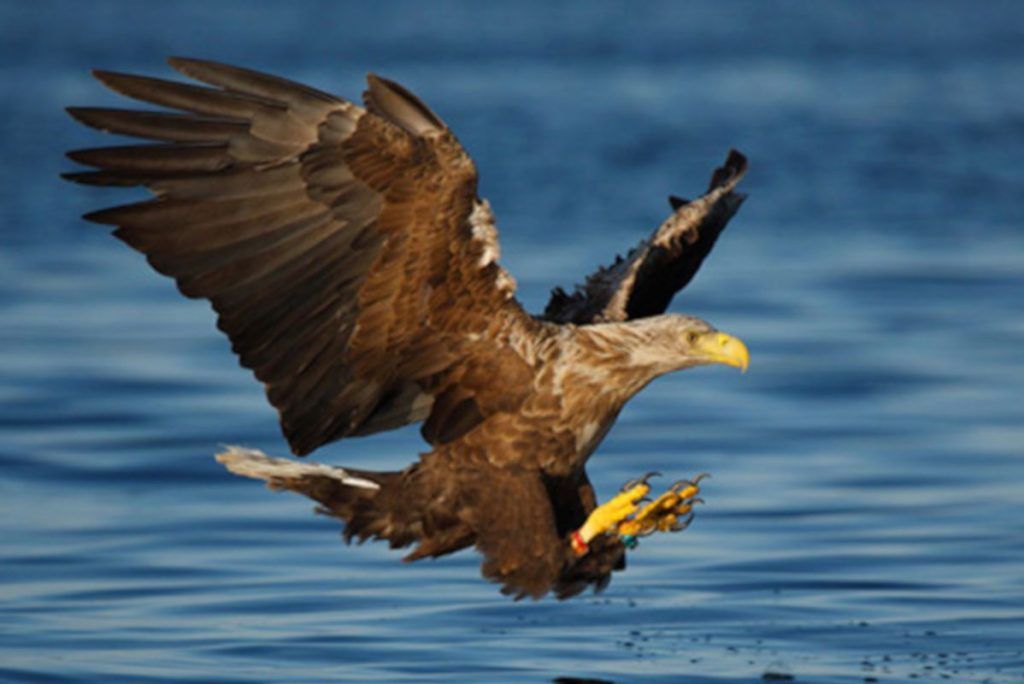 White-tailed sea eagle