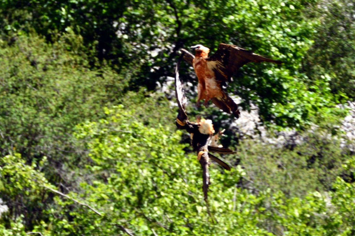 2 Bartgeier kämpfen im Flug