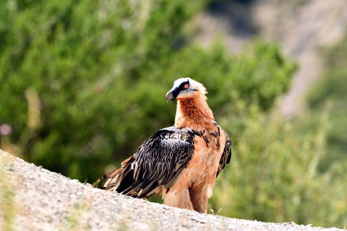 Gypaète barbu en cachette