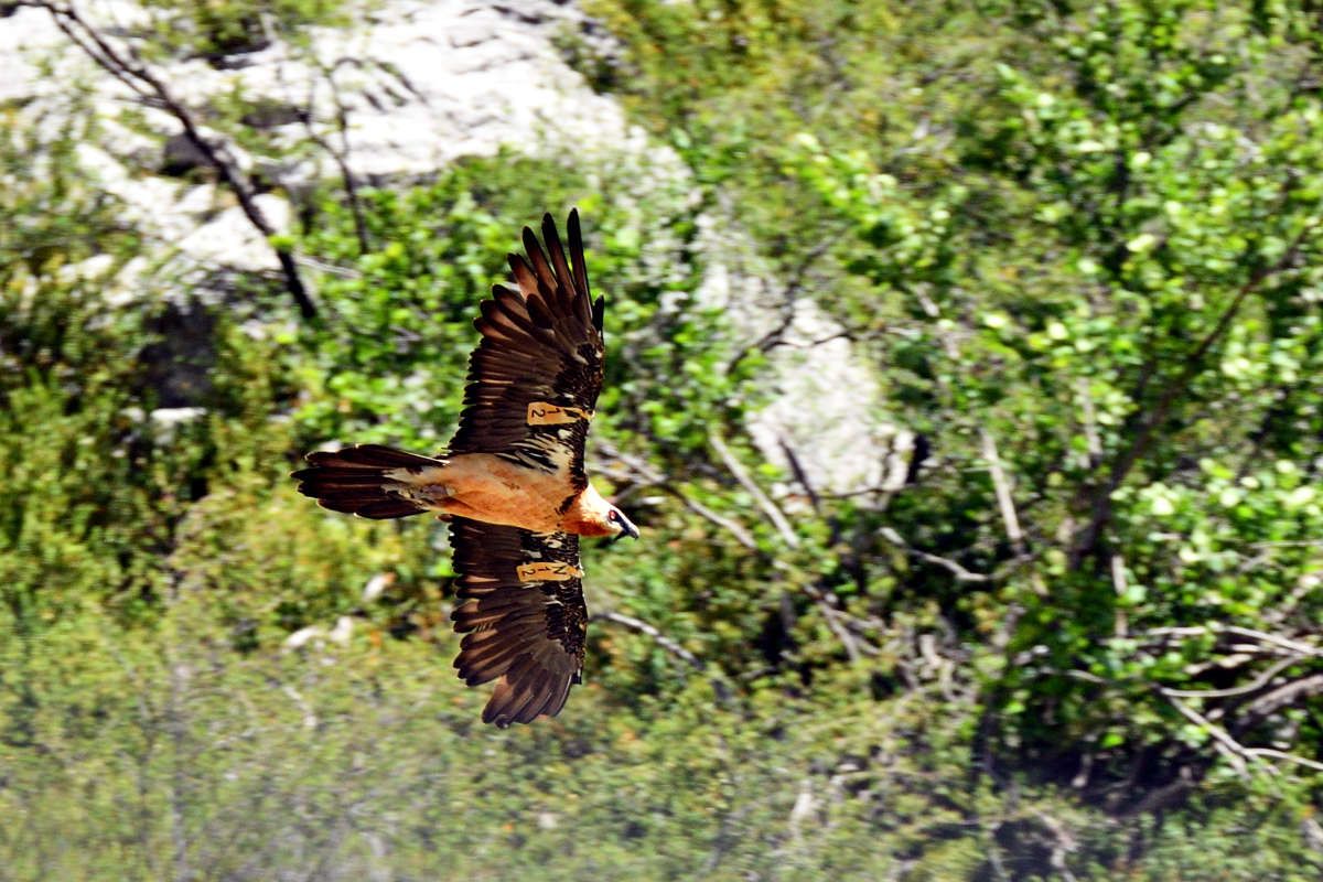 Bartgeier im Flug