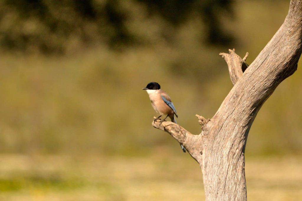 Rabilargo Hide, tamron 150-600mm
