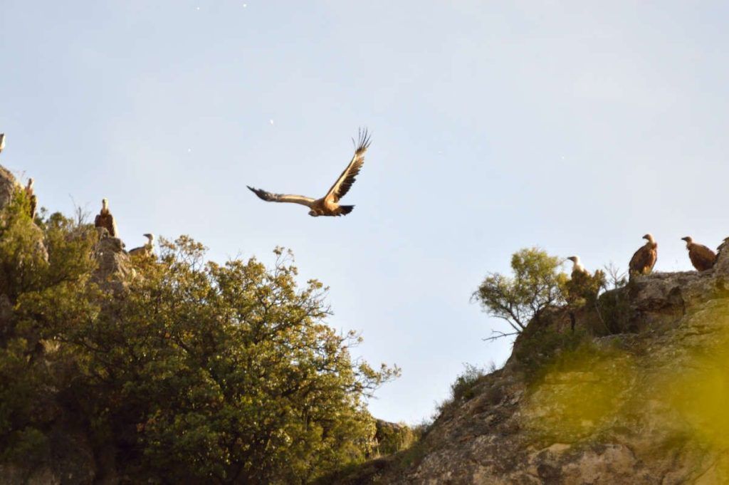 Buitre leonado, buitreras, río Dulce