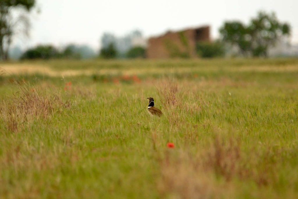 Outarde naine, steppes de Lérida