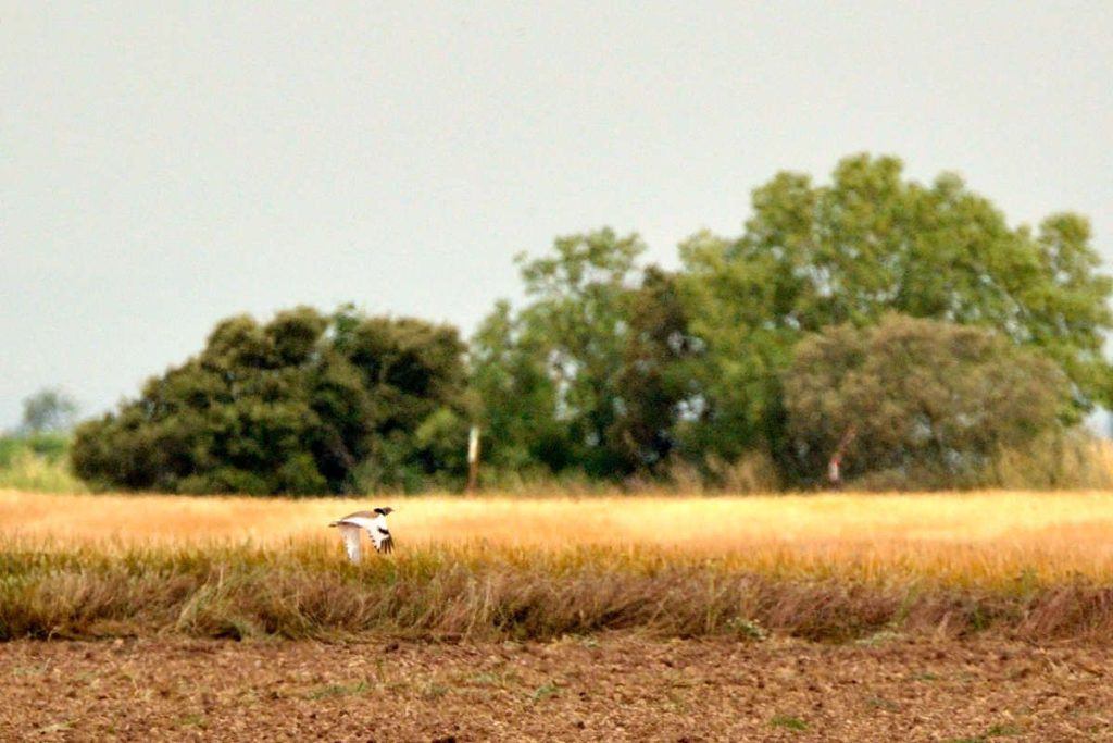 Outarde canepetière dans les steppes de Lleida