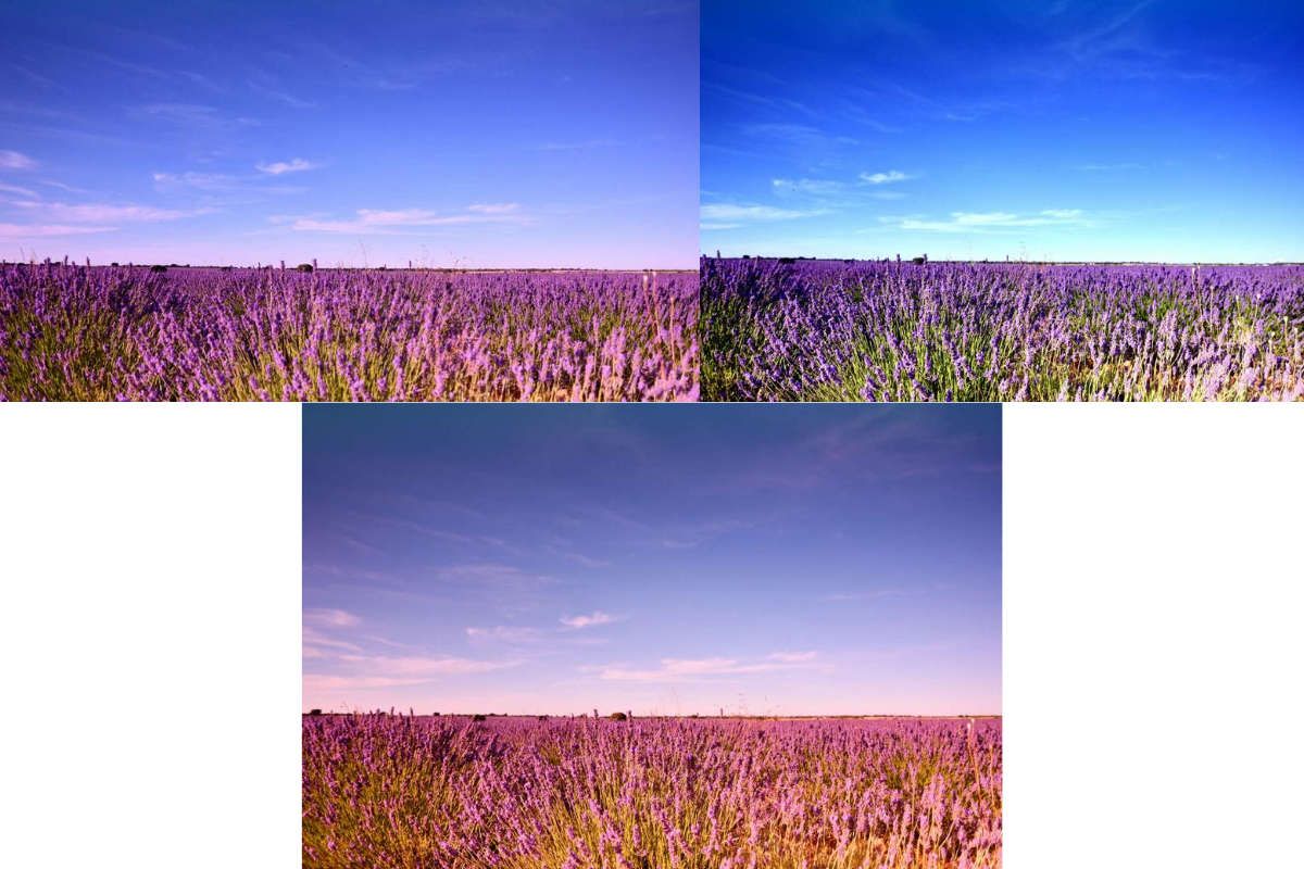 Campos de lavanda BdB