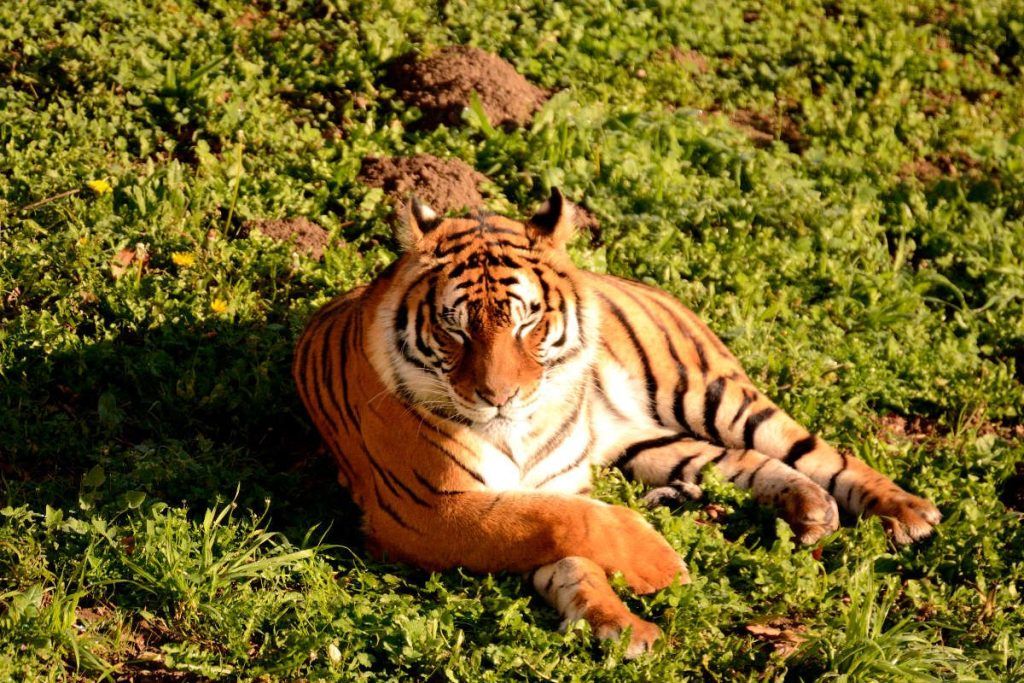 Cabárceno Tiger