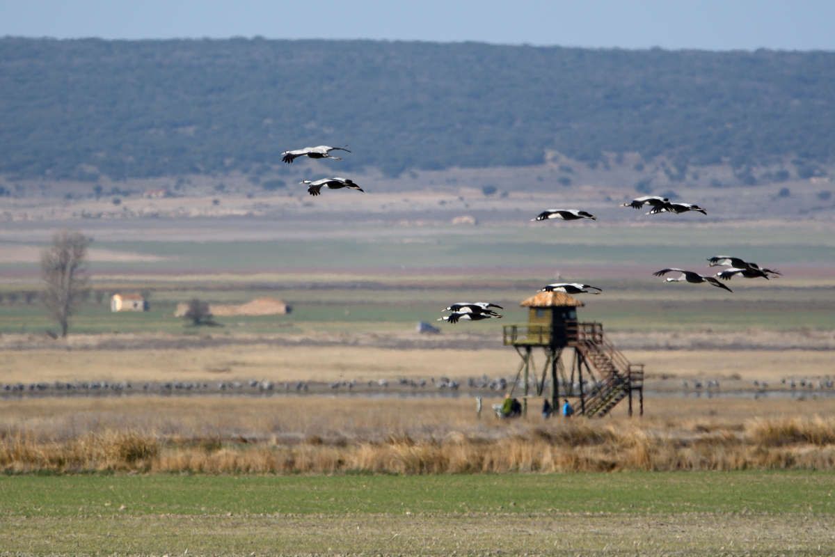 Laguna de Gallocanta 2019