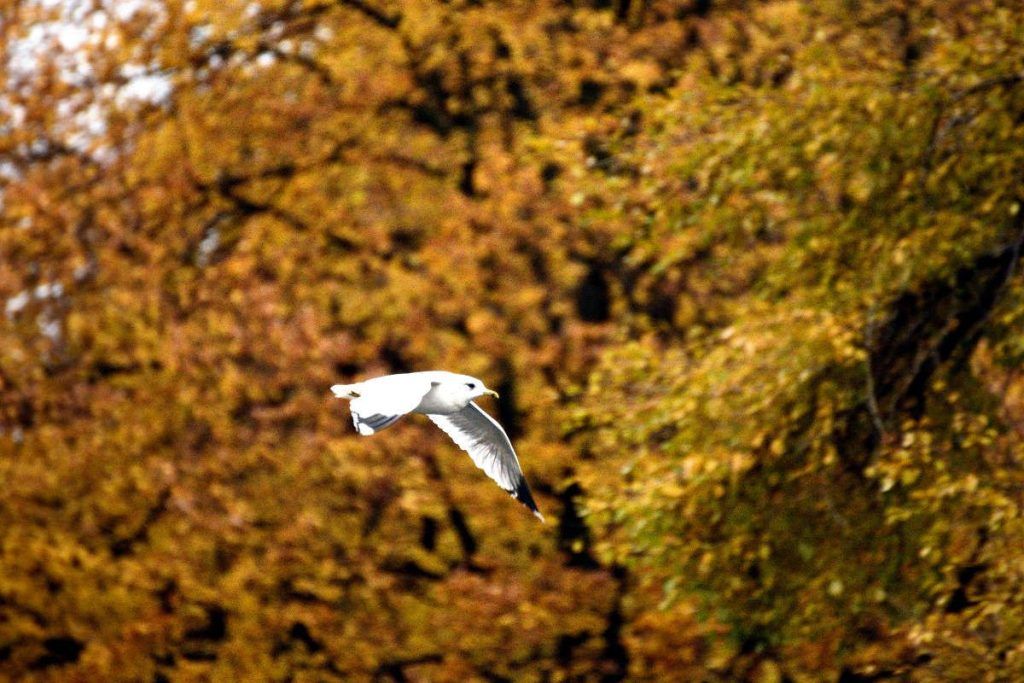 Seagull. Essential wildlife photography.