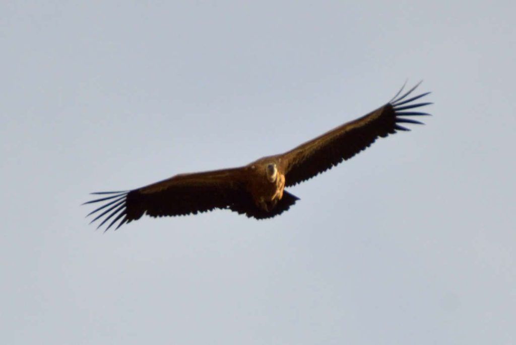 Buitre leonado, cañón del río Dulce