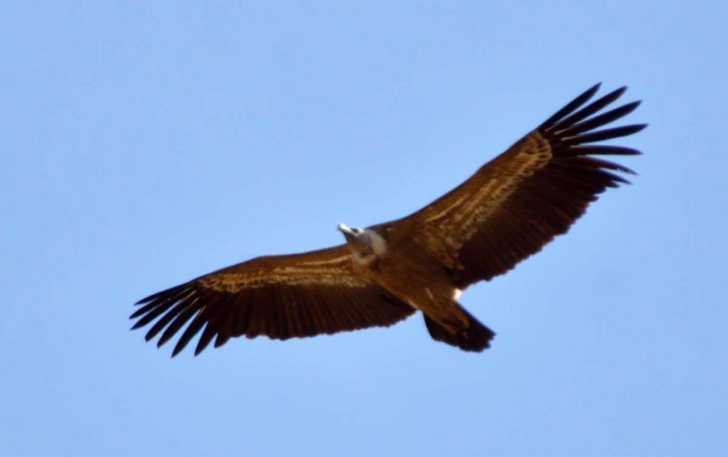 Vautour fauve, ravin de la rivière Dulce