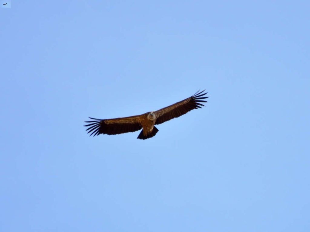 Buitre leonado, río Dulce