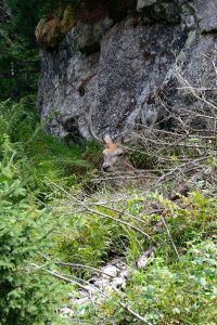 Les Carpates polonaises