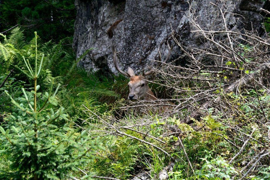 Les Carpates polonaises