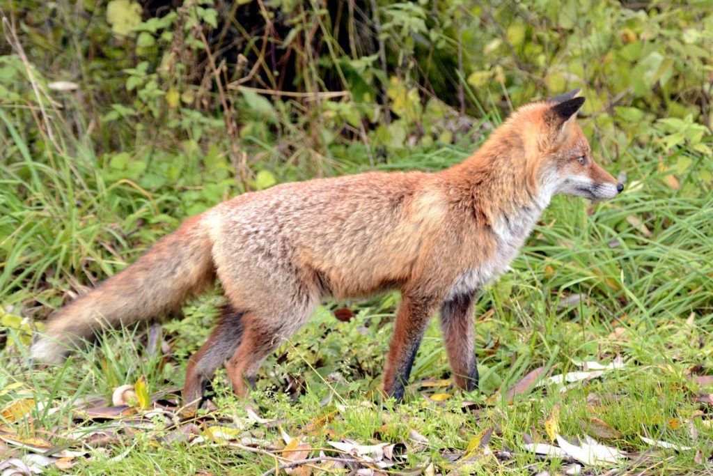 Fuchsbeobachtung in Biebrza