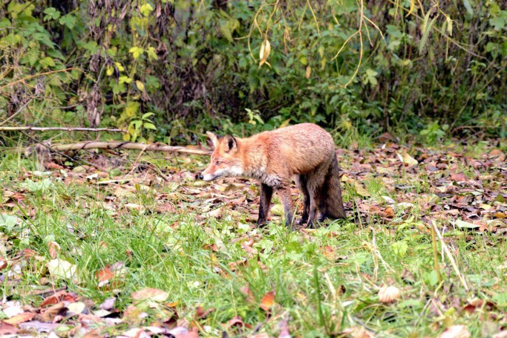 Fuchsbeobachtung in Biebrza