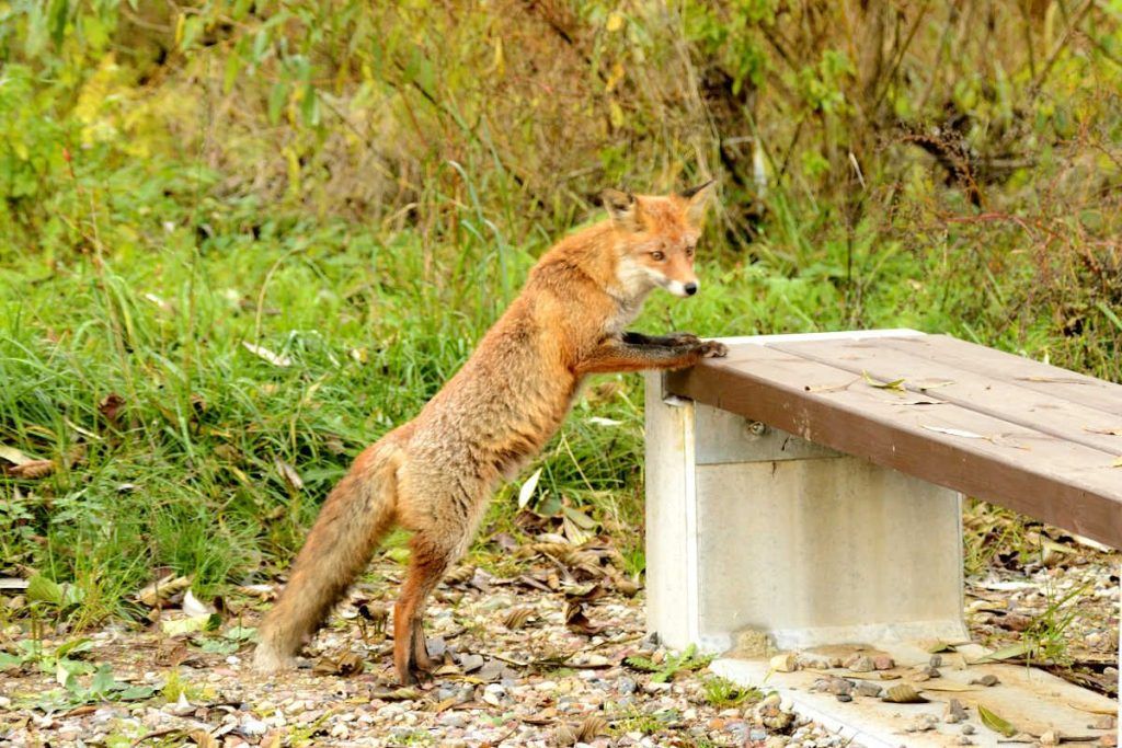 Fox. Essential wildlife photography