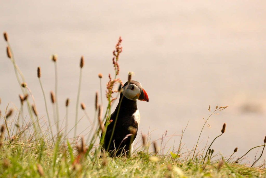 Papageitaucher, Staffa