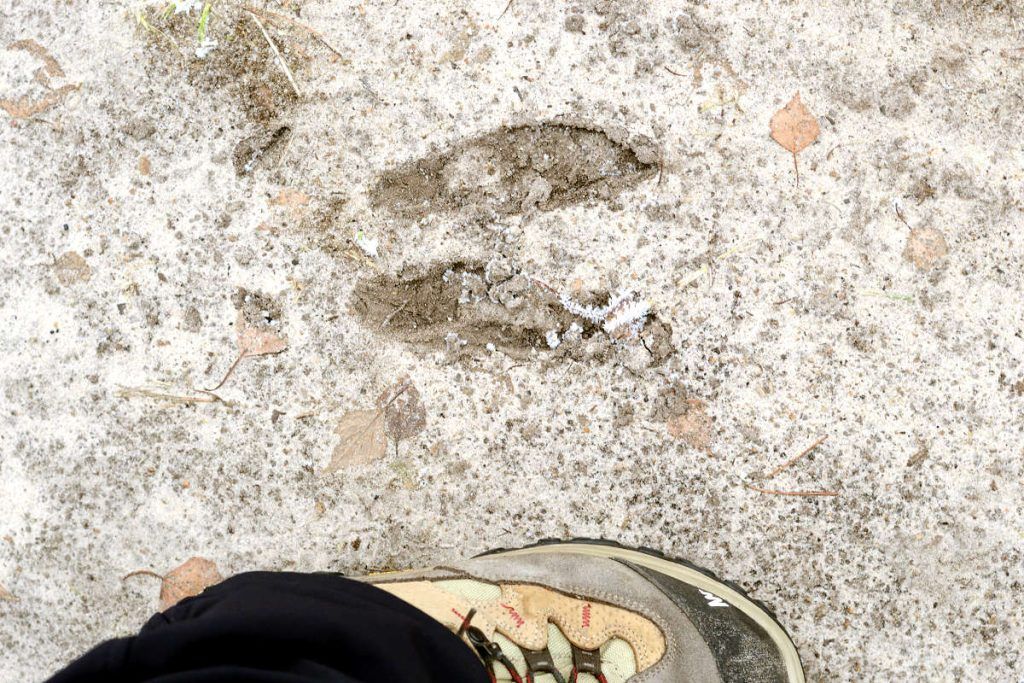 Traces d'élan à Kampinos