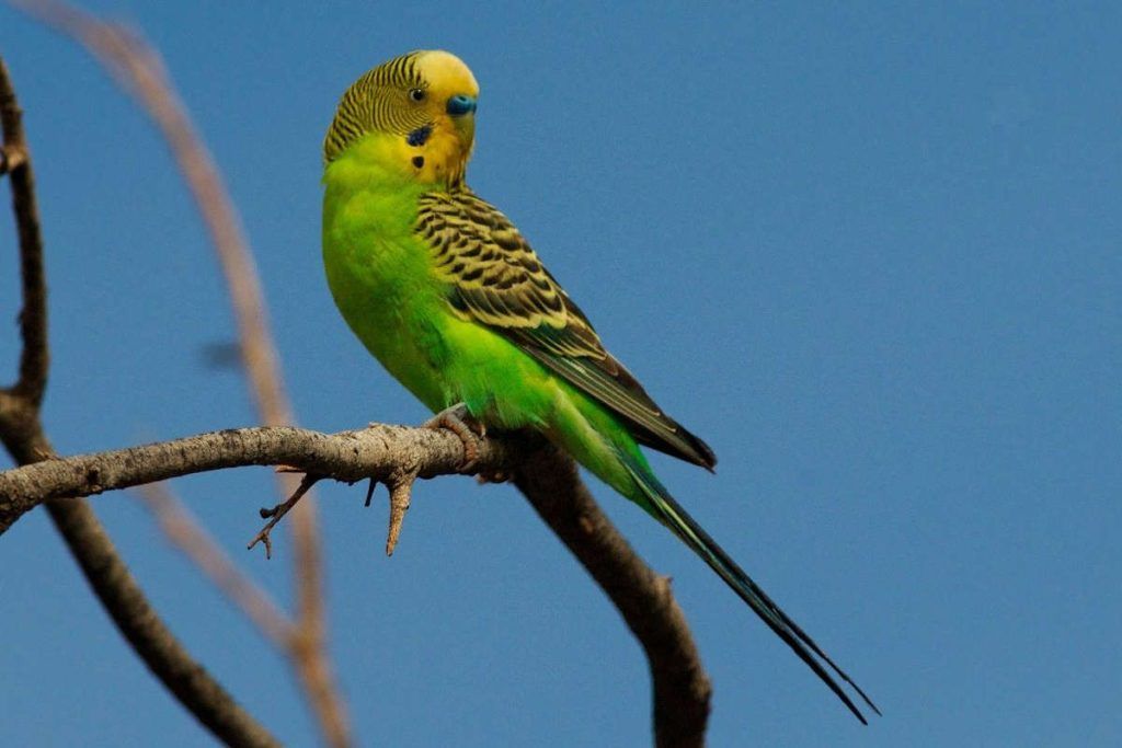 Periquito verde, vacaciones en Barcelona
